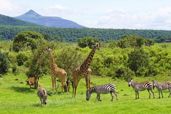 Ngorongoro Crater Safari